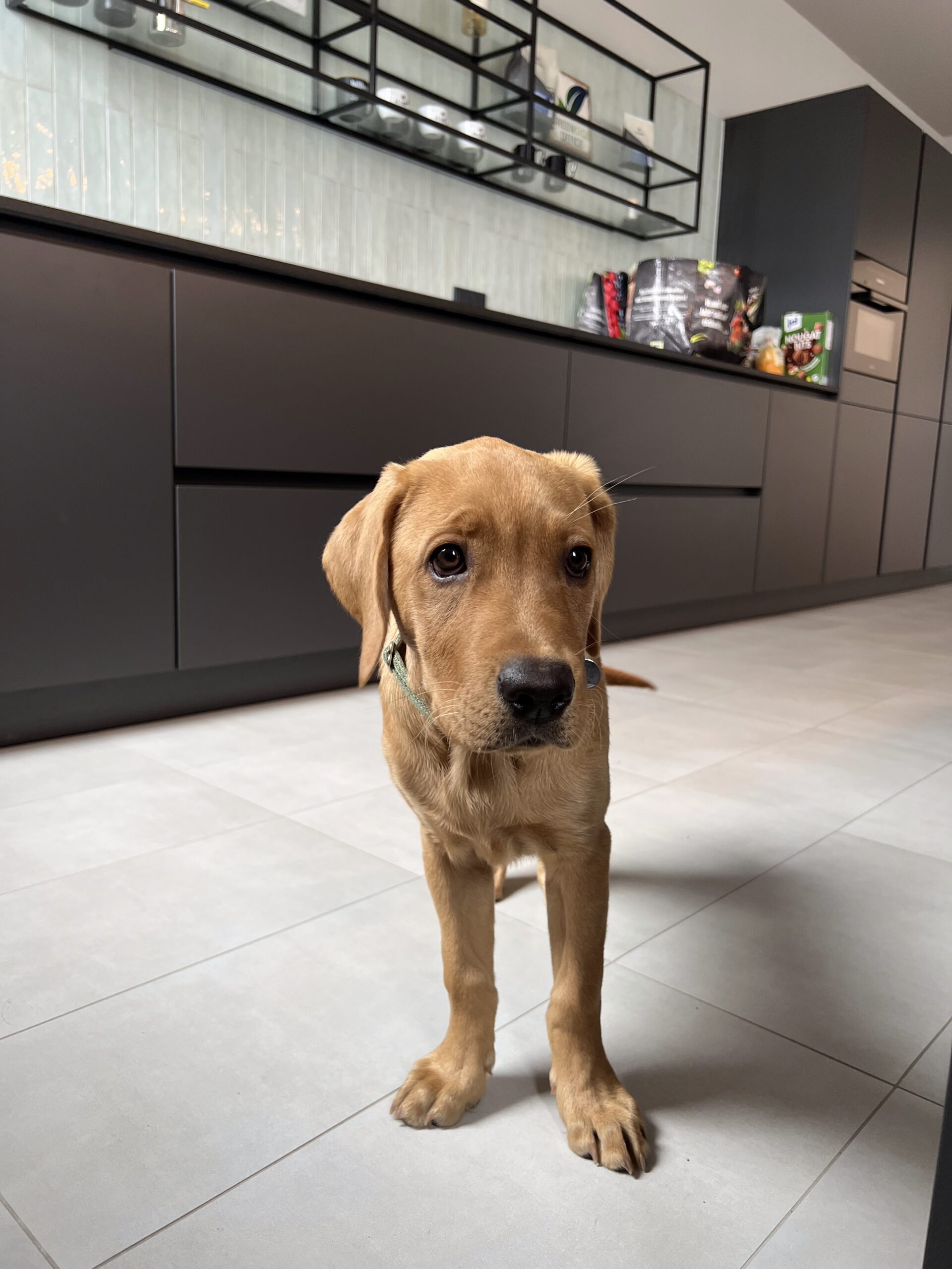 billbox-officedog-oskar Oskar, der Bürohund von billbox, liegt entspannt im Office